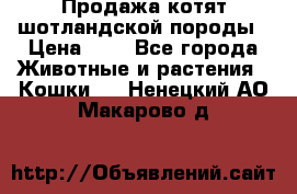 Продажа котят шотландской породы › Цена ­ - - Все города Животные и растения » Кошки   . Ненецкий АО,Макарово д.